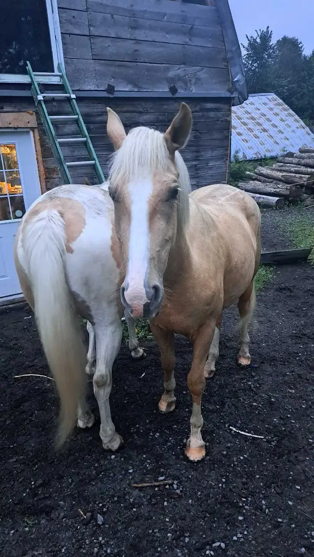 2 beautiful male gelding horses
