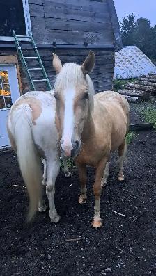 2 beautiful male gelding horses