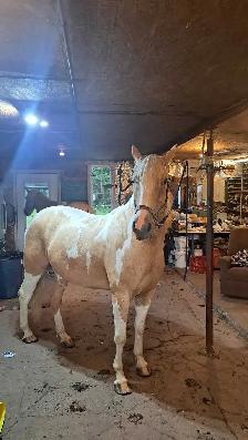2 beautiful male gelding horses - Photo 2