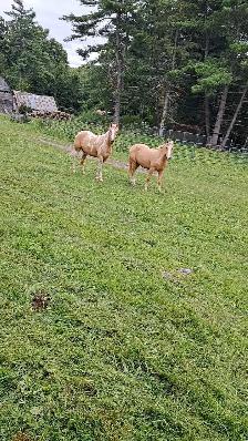 2 beautiful male gelding horses - Photo 3
