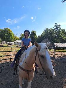 2 beautiful male gelding horses - Photo 4