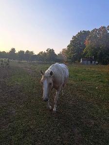 2 beautiful male gelding horses - Photo 5