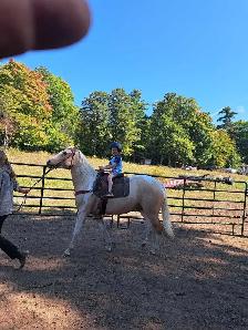 2 beautiful male gelding horses - Photo 6