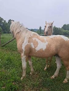 2 beautiful male gelding horses - Photo 7