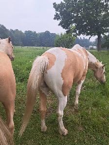 2 beautiful male gelding horses - Photo 8