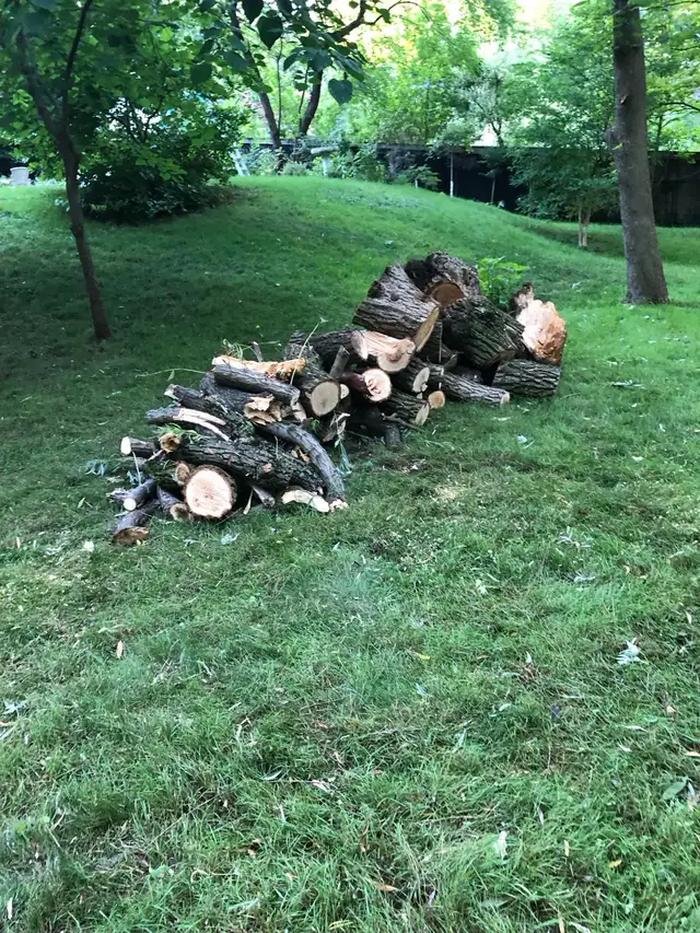 Free firewood