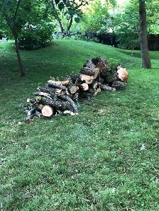 Free firewood