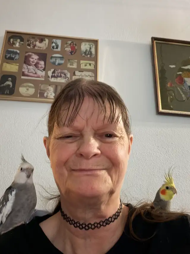 male cockatiel for sale
