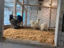 Poule soyeuse à vendre