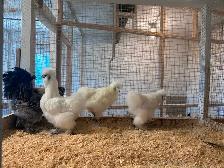 Poule soyeuse à vendre - Photo 2