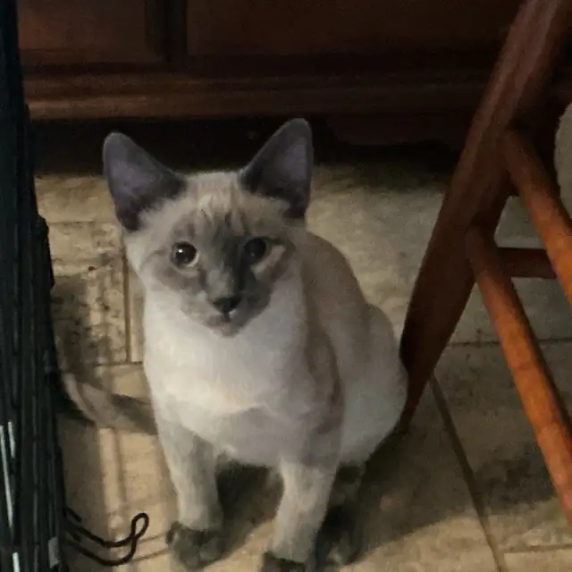 Siamese Kitten