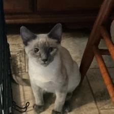 Siamese Kitten