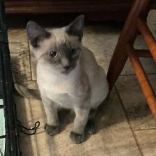 Siamese Kitten - Photo 2