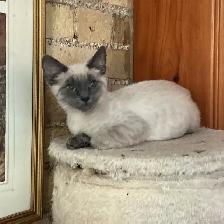 Siamese Kitten - Photo 5
