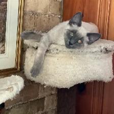 Siamese Kitten - Photo 6
