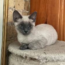 Siamese Kitten - Photo 7