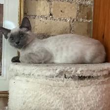 Siamese Kitten - Photo 9