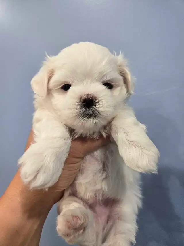 Toy Maltese 100% Purebred 2 Available
