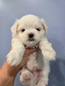 Toy Maltese 100% Purebred 2 Available