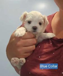 Toy Maltese 100% Purebred 2 Available - Photo 2