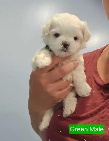 Toy Maltese 100% Purebred 2 Available - Photo 3