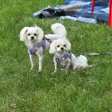 Toy Maltese 100% Purebred 2 Available - Photo 4