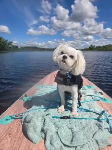 Toy Maltese 100% Purebred 2 Available - Photo 5