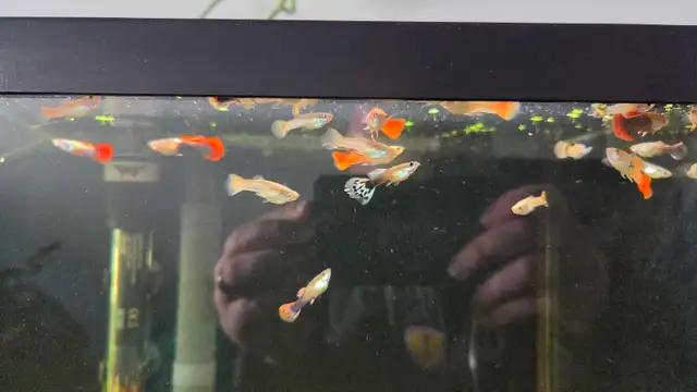 male guppies