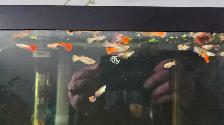 male guppies