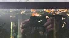 male guppies - Photo 2