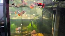 male guppies - Photo 3