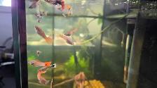 male guppies - Photo 4