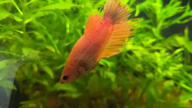 Betta for sale