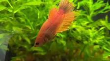 Betta for sale
