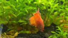 Betta for sale - Photo 2