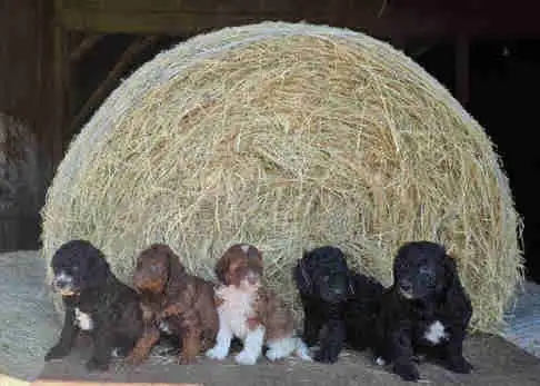 mini cockapoo pups