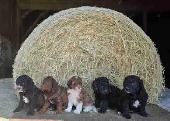 mini cockapoo pups