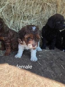 mini cockapoo pups - Photo 2