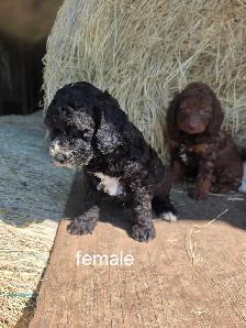 mini cockapoo pups - Photo 3