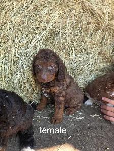 mini cockapoo pups - Photo 4