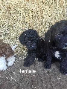 mini cockapoo pups - Photo 5