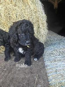 mini cockapoo pups - Photo 6