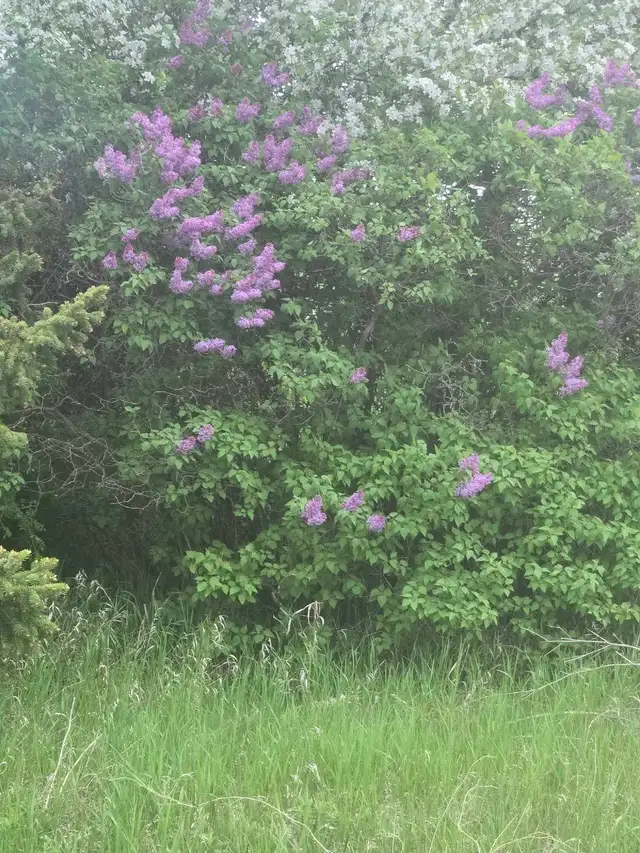 12 LOTS FOR SALE    1.5 ACRES