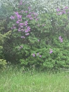 12 LOTS FOR SALE    1.5 ACRES