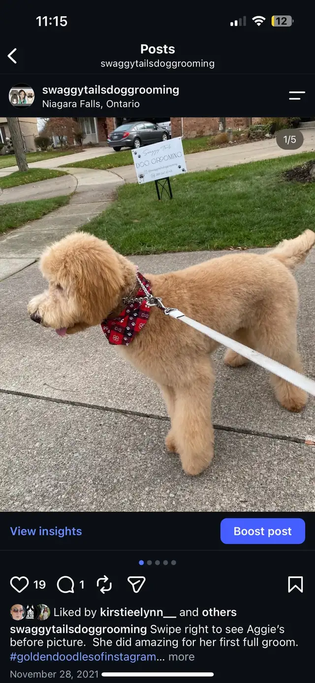Dog Grooming