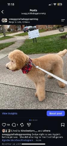 Dog Grooming