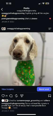 Dog Grooming - Photo 2