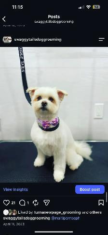 Dog Grooming - Photo 3