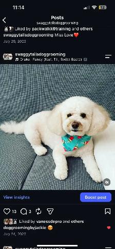 Dog Grooming - Photo 4