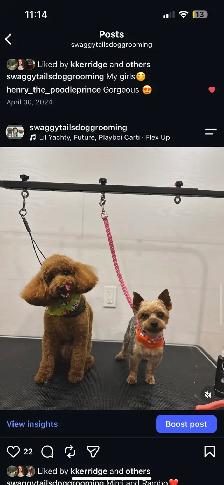Dog Grooming - Photo 8